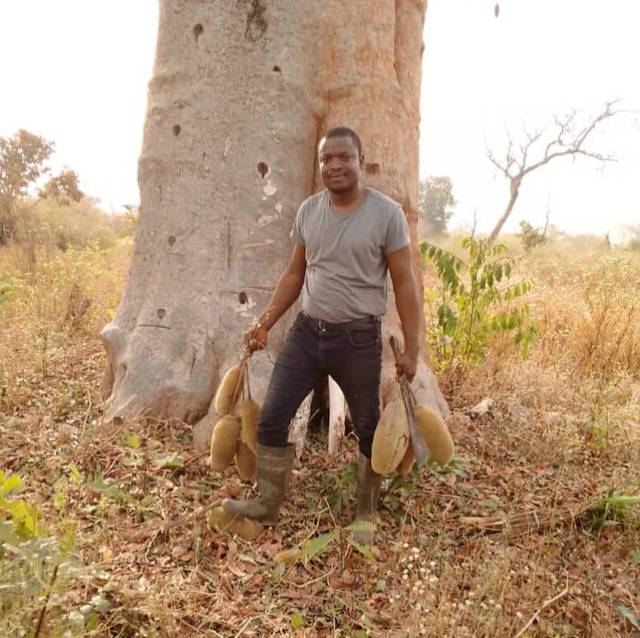 Harvesting baobab (Adansonia digitata) raw material at DAKIMO's Boifo workshop, northern Benin